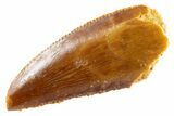 Serrated Raptor Tooth - Real Dinosaur Tooth #347004-1